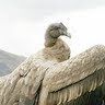 Immagine profilo di condor-48